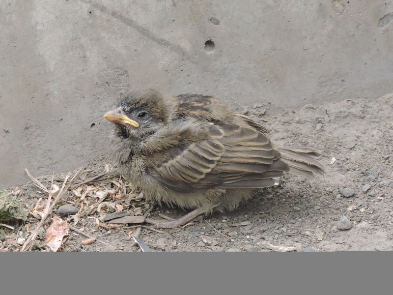 Гнездо полевого воробья