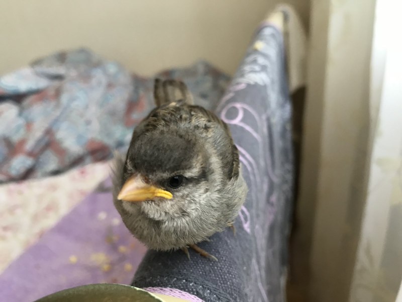 Гнездование воробьёв