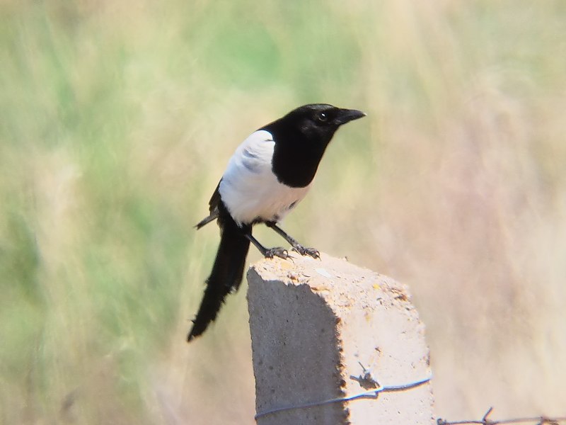 Spectacled Magpies Bird