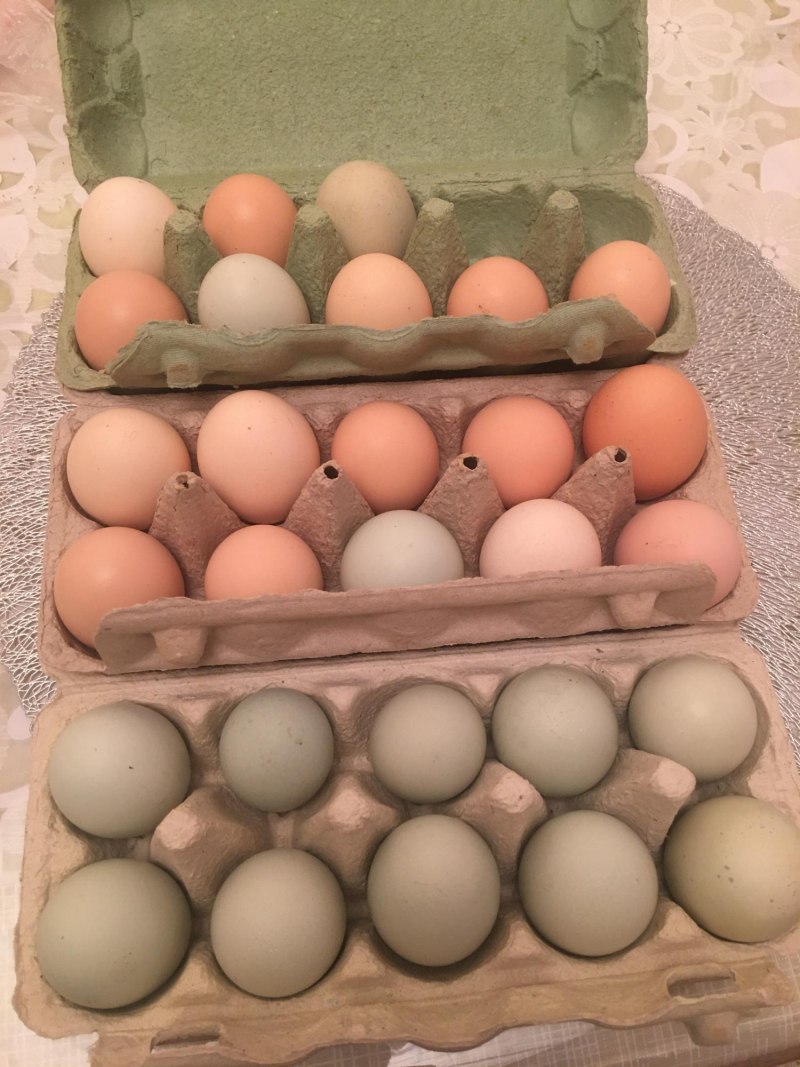 Разноцветные куриные яйца