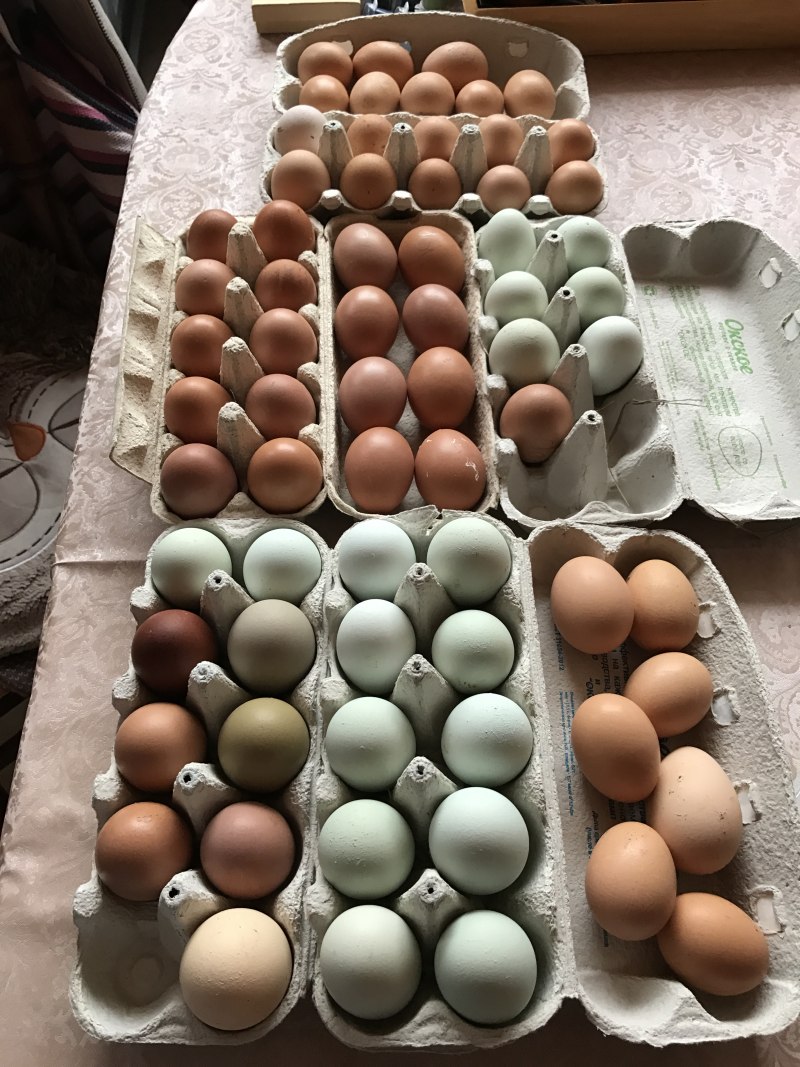 Разноцветные куриные яйца
