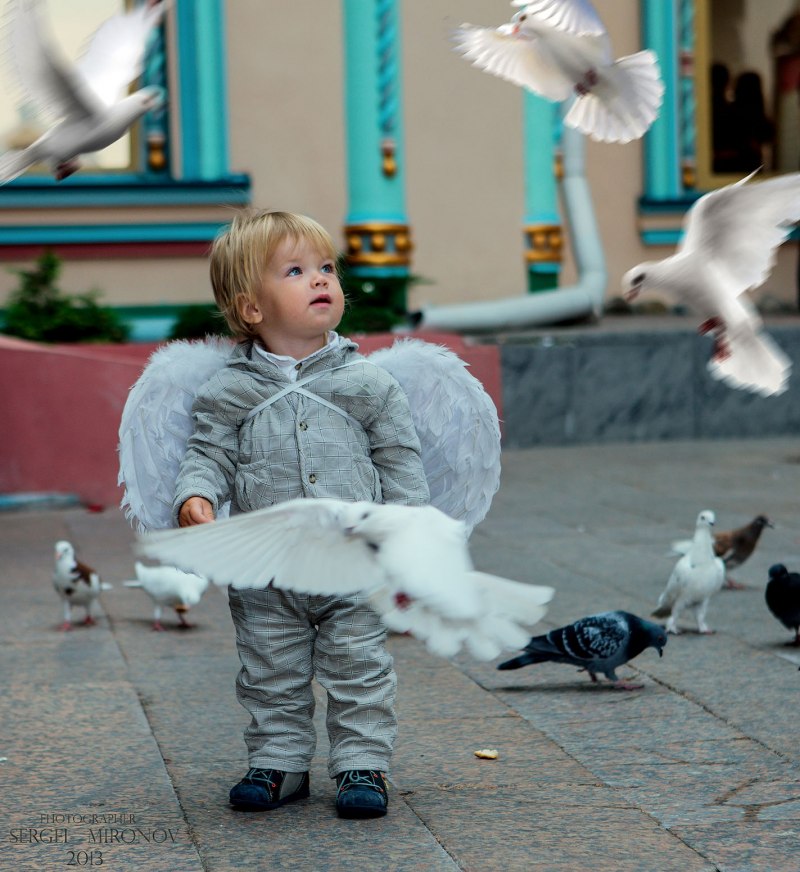 Голубь кормит людей