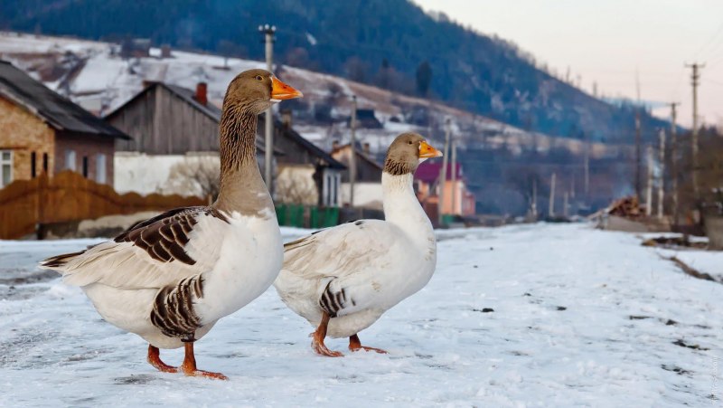 Дикие гуси Арктики