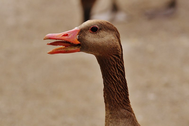 Пискулька Anser erythropus