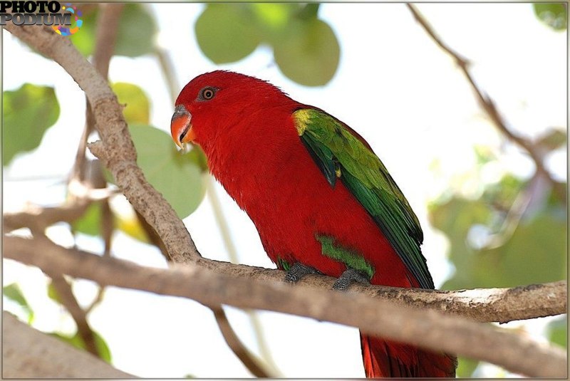 Красный попугай Lorikeet