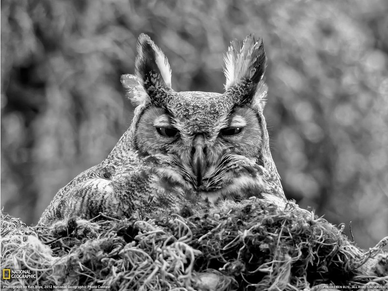 Филин фото
