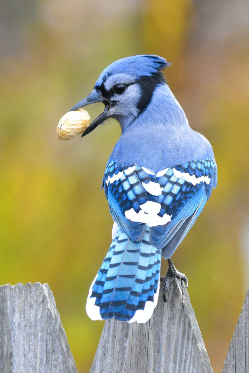Птица Stellers Jay
