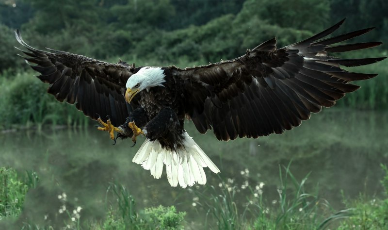 Орел белоголовый птицы (56 фото)