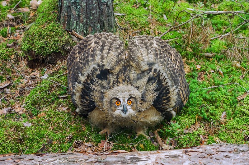 Птенцы Филина Bubo
