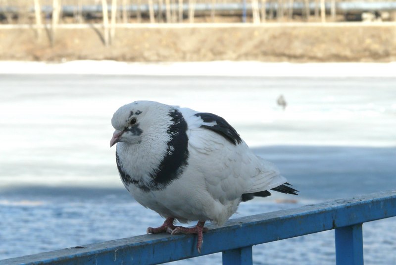 Голубиный Пингвин