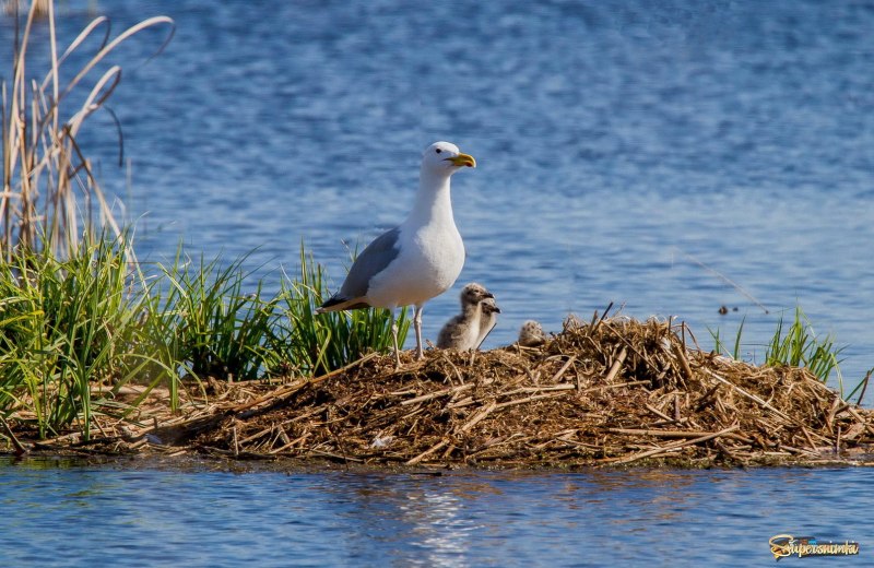 Larus cachinnans птица