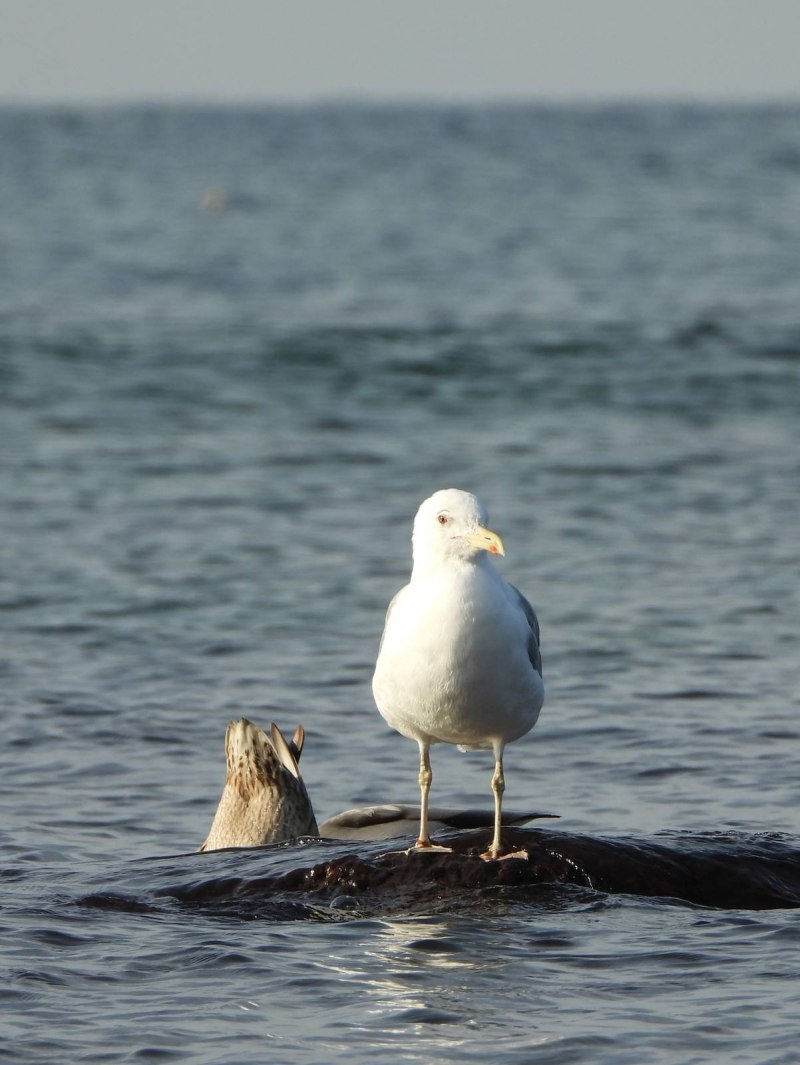 Caspian Gull