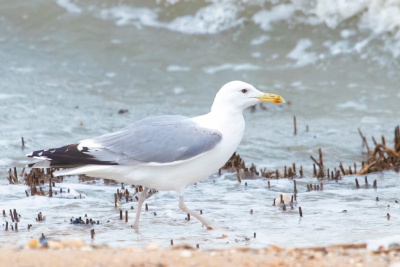 Larus cachinnans птица