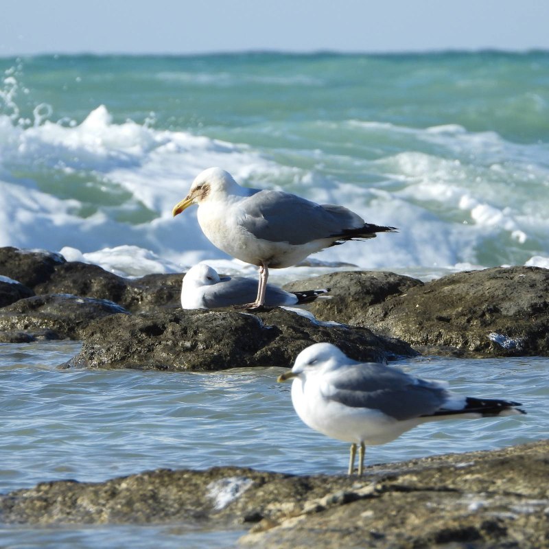 Larus cachinnans Pallas