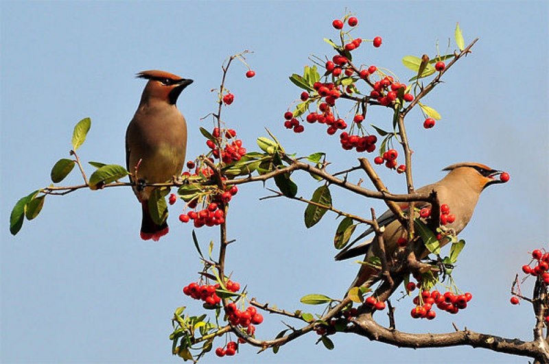 Свиристель обыкновенный (Bombycilla garrulus)