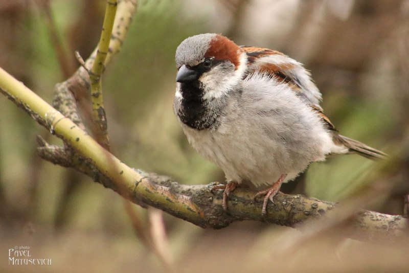 Воробей домовый (passer domesticus) самец
