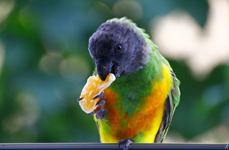 Blue Fronted Amazon Parrot