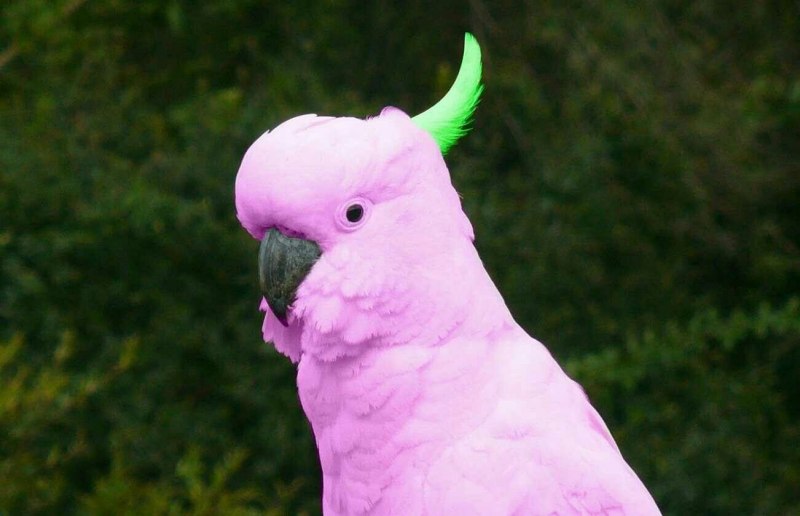 Попугаи порода Cockatiel неон