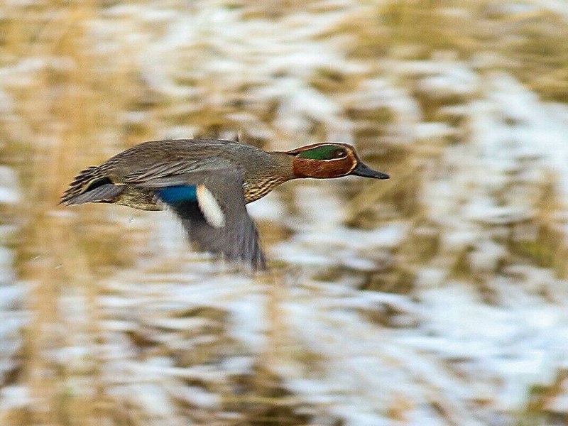 Зимующие водоплавающие