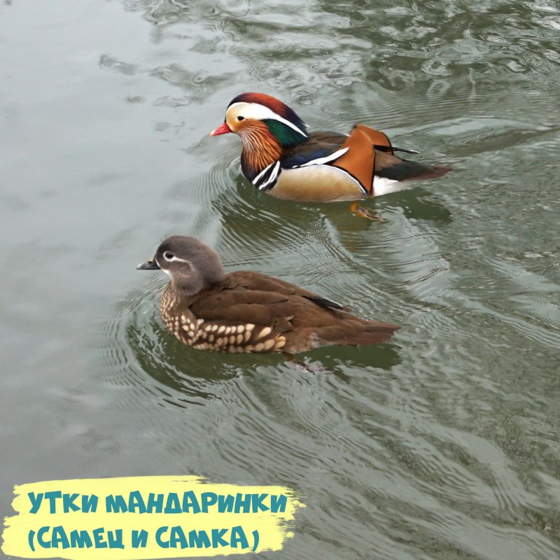 Птицы рязанских водоемов