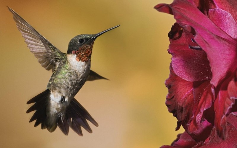 Colibri Wing