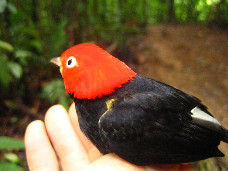Melanerpes formicivorus