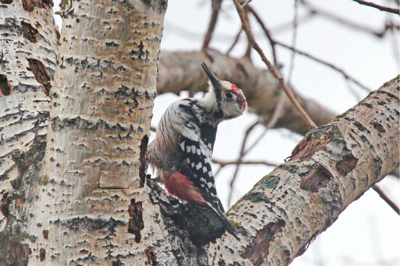 Седой дятел (Picus canus)