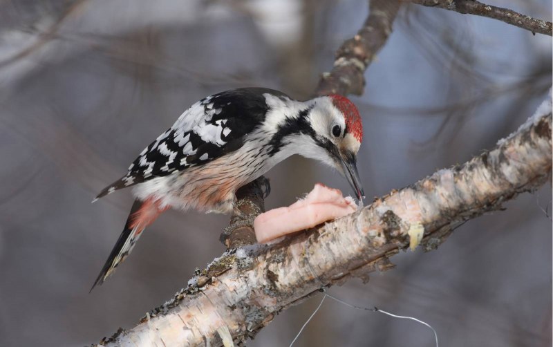 Great spotted Woodpecker