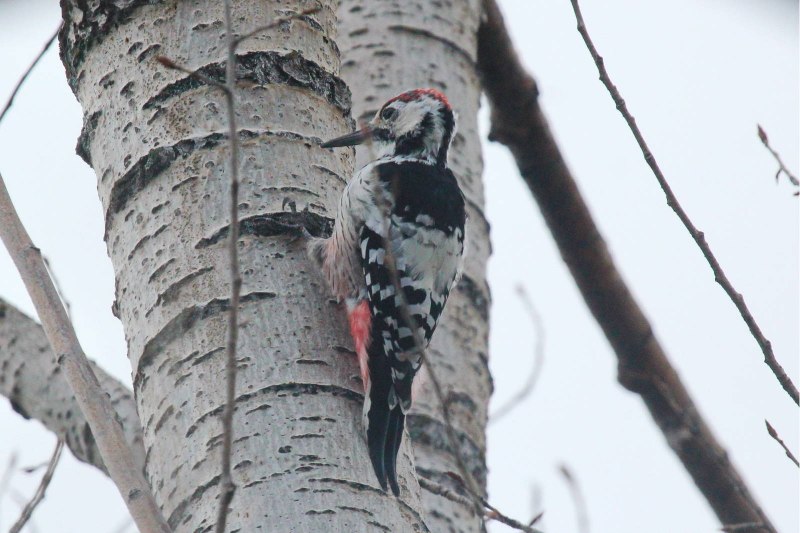 Белоспинный дятел – Dendrocopos leucotos