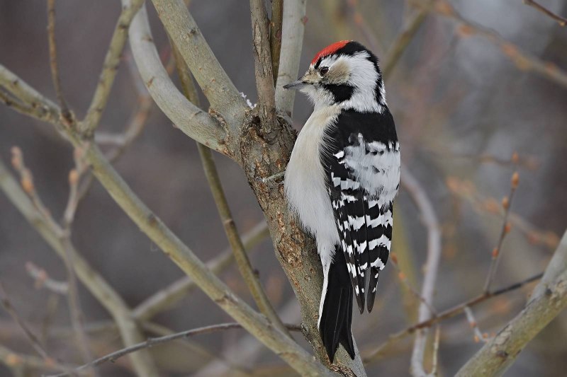 Dendrocopos Minor Tail Feathers