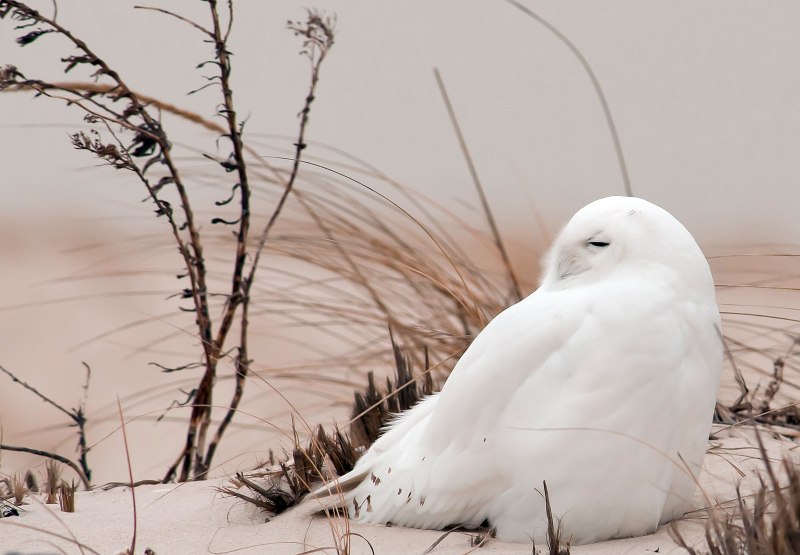 Полярная Чайка Larus Glaucoides