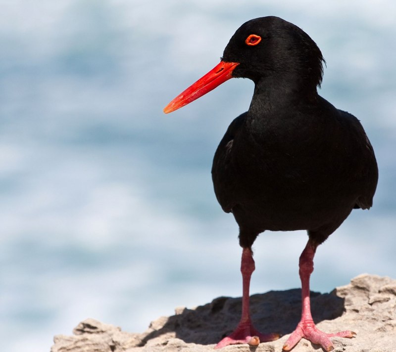 Черношейная поганка Podiceps nigricollis