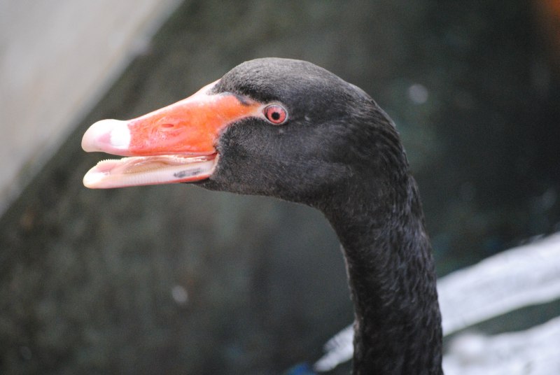 Кулик-сорока Haematopus ostralegus