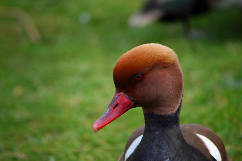 Большой крохаль Mergus Merganser