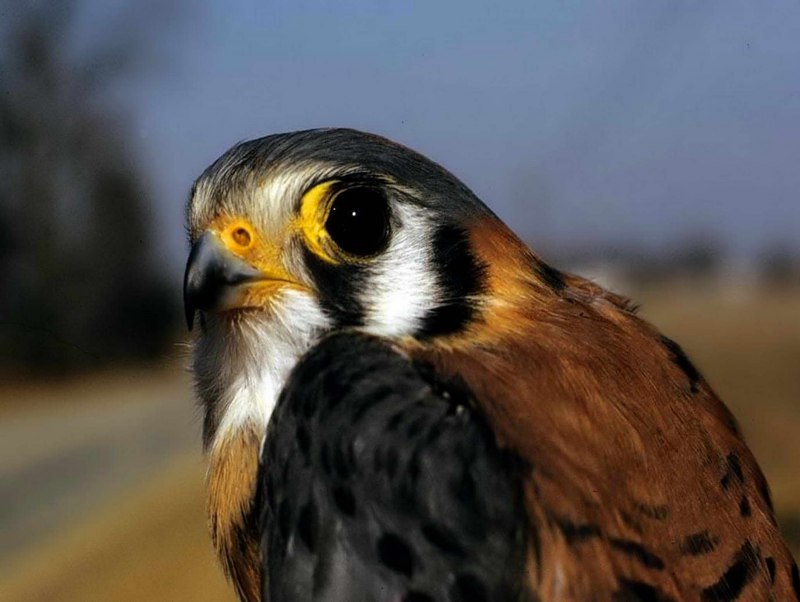 Falco sparverius