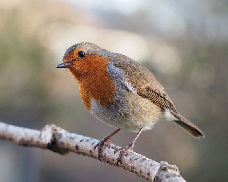 Turdus rufiventris
