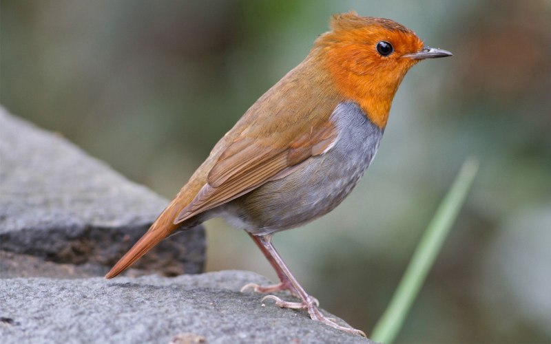 Странствующий Дрозд (turdus migratorius)