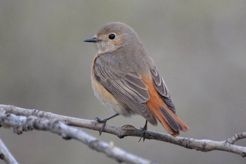 Robin Redbreast