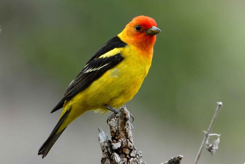 Щегол черноголовый Carduelis Carduelis