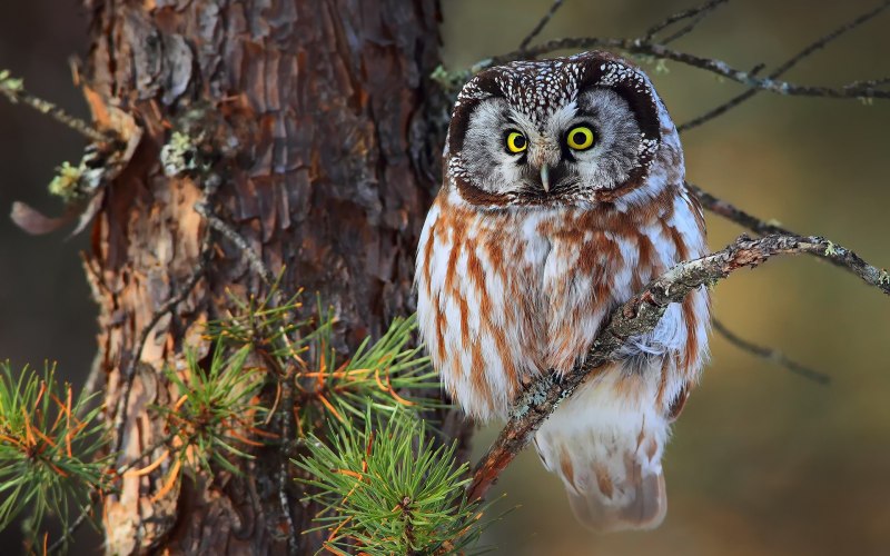 Филин Bubo Bubo