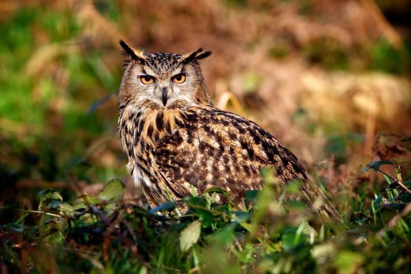 Филин обыкновенный (Bubo Bubo)
