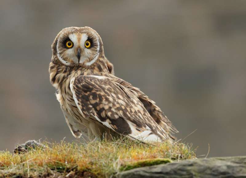 Филин Bubo Bubo
