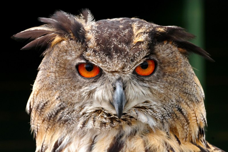 Eurasian Eagle Owl Prey