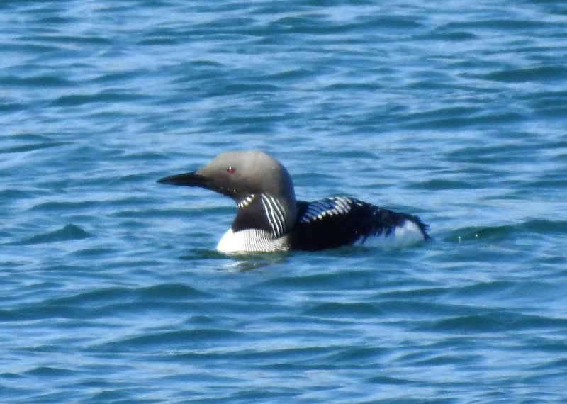 Gavia Arctica Linnaeus, 1758 чернозобая гагара