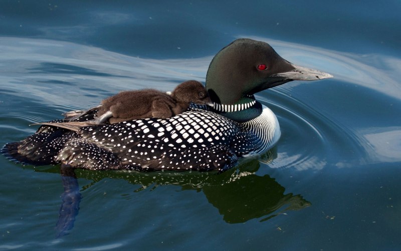 Black-throated Diver