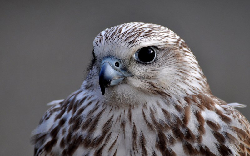 Кречет Falco rusticolus