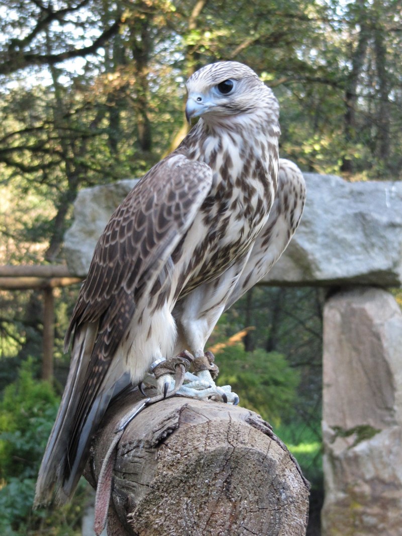 Red tailed Hawk альбинос