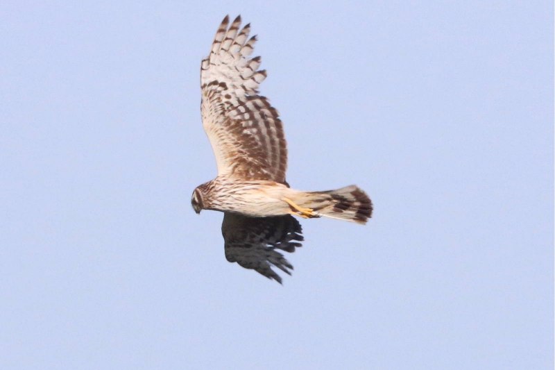 Лунь болотный (Circus aeruginosus)