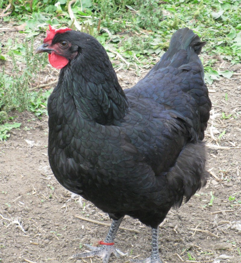 Чешский Доминант черный