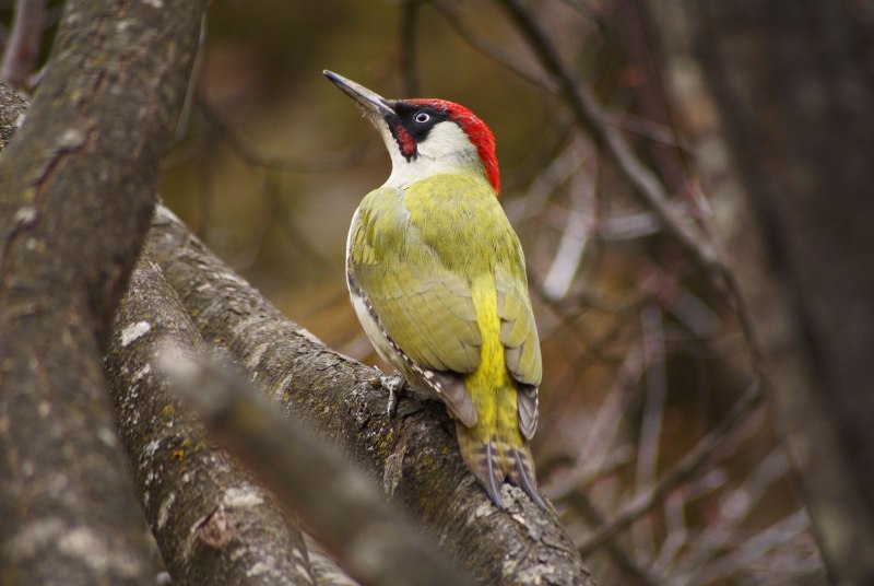 Зеленый дятел -Picus viridis Linnaeus (1758)